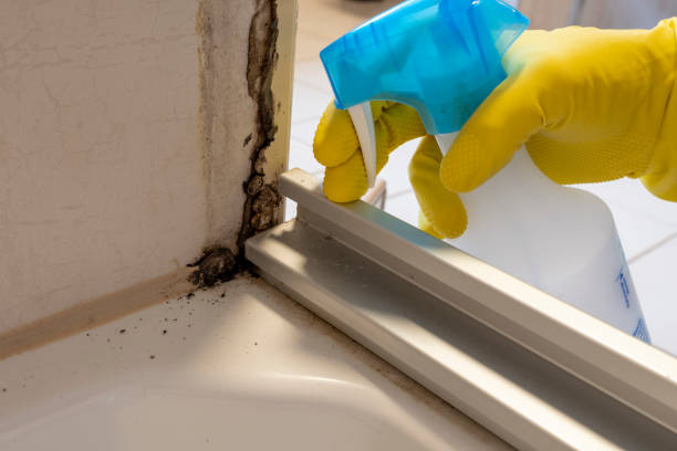 Professional Mold Remediation in Countryside, IL