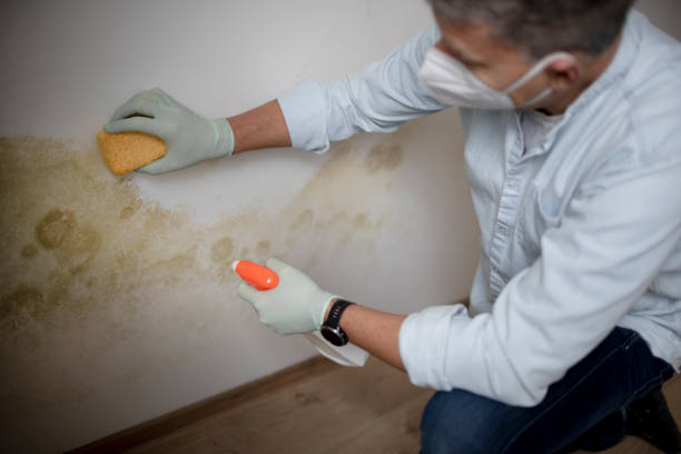 Best Residential Mold Remediation in Countryside, IL