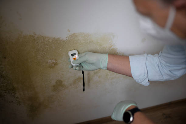 Best Post-Flood Mold Remediation in Countryside, IL