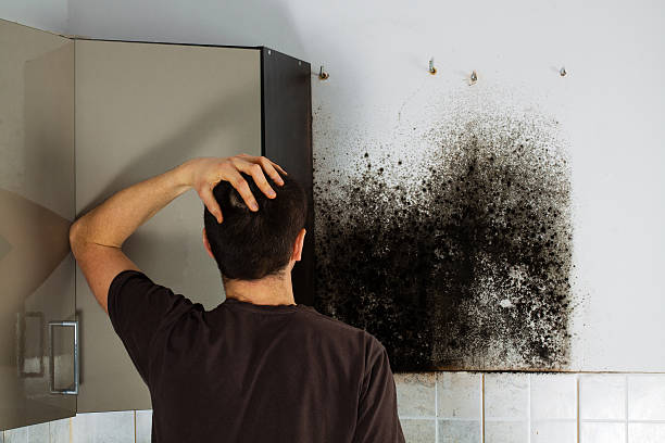 Best Black Mold Remediation in Countryside, IL